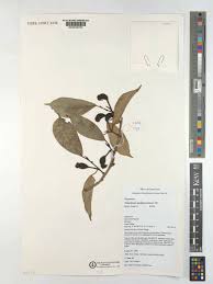 Image result for Trilepisium