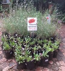 Image result for Senecio speciosus