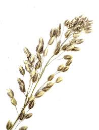 Image result for Eragrostis unioloides
