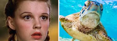Classic quiz for a classic movie. Daily Trivia Quiz The Wizard Of Oz Potassium And The Great Barrier Reef