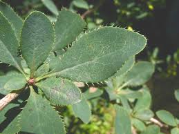 Image result for Berberis