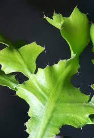 Image result for Euphorbia bougheyi