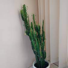 Euphorbia tirucalli, pencil cactus an unusual looking but forgiving south african plant that grows indoors or out. African Milk Tree Care How To Care For Your Euphorbia Trigona Potted Pixie
