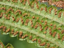 Image result for Cyclosorus interruptus