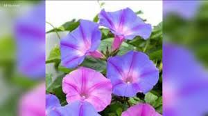 We did not find results for: You Can Grow It How To Control Weeds In Your Garden Ktvb Com