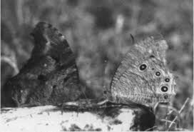 Image result for Deinbollia sp. A