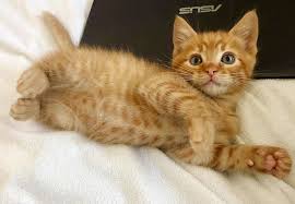 Scottish fold and straight, bri tish shorthair, maine coon, exotic shorthair, persian, devon rex. Orange Kittens Near Me Off 76 Www Usushimd Com