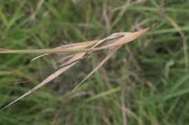 Image result for Themeda triandra