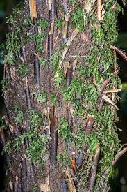 Image result for Polyphlebium