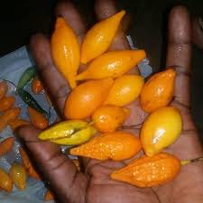 Image result for Tabernanthe