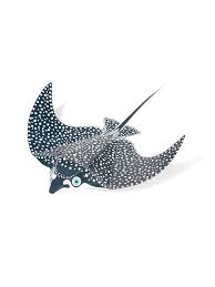 Bei uns gibt es auch wirklich besondere aquariumfische, die nicht jeder hat! Adler Rochen Postkarten Selbst Gestalten Der Romer Shop