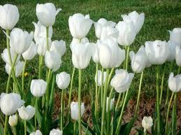 Daftar foto gambar animasi bunga mawar melati bergerak jadipintar com, image source: Kaligrafi Bunga Tulip Nusagates