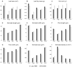 Image result for Hua gabonii