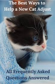 How To Help Your New Cat Adapt Cats Cat Problems Baby Cats