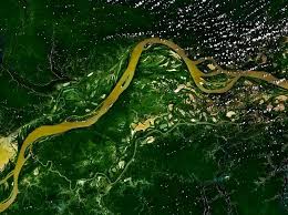 シャーマンの薬草 Ayahuasca アヤワスカ
