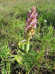 Image result for Satyrium