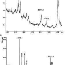 1 source for hot moms, cougars, grannies, gilf, milfs and more. Pdf Effect Of Milking Method Diet And Temperature On Venom Production In Scorpions