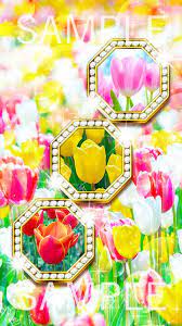 願ったことをすぐに叶える チューリップスリーオクト ピンクのチューリップ 恋愛運アップ 画像 愛の壁紙