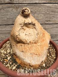 Image result for Cyphia