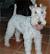 Welsh Terrier Wire Fox Terrier