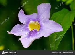 Image result for Thunbergia battiscombei