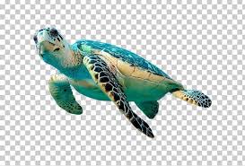 Hawksbill Sea Turtle Green Sea Turtle Png Animal Animals Beak Coral Coral Reef Sea Turtle Drawing Turtle Sea Turtle Watercolor Painting