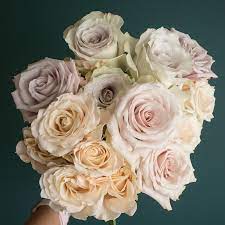 Popular Champagne Rose Varieties Quicksand Sahara Early Grey Sahara Sensation And Menta Rose Varieties Champagne Flowers Flower Guide