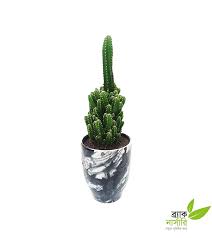 Brij raj fashion pvt ltd. Buy Pagoda Cactus Plant Online Othoba Com