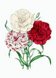 Download Premium Illustration Of Hand Drawn Dianthus Flowers Sticker With Dianthus Flowers Illustration How To Draw Hands