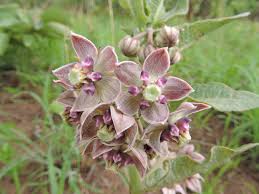 Image result for Raphionacme lanceolata