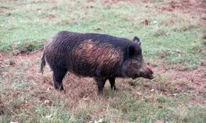 Imported as a food source and escaped from domestication or were intentionally released (rouhe and sytsma 2007) Physical Characteristics Of Feral Hogs Feral Hogs