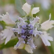 Image result for Haumaniastrum katangense