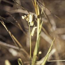 Image result for Urochloa brizantha