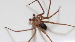 The brown recluse spider (loxosceles reclusa) lives up to its name because it prefers dark out of the way this spider does have a bad reputation for a poisonous bite. Spider Bites Identify What Bit You And Get Proper Help