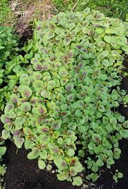 Nama inggrisnya adalah red spinach. Warisan Petani Pokok Bayam Merah