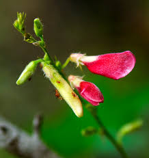 Image result for Tephrosia pumila