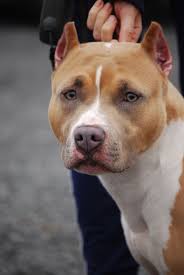 Pin On Dogs 3