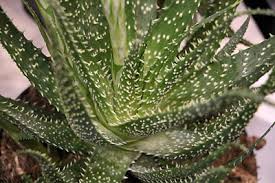 9 Aloe Arten Unterscheiden Giftige Und Essbare Aloe Vera Gartendialog De
