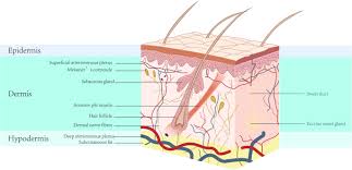 The glands empty via ducts into the bases of hair follicles and secrete sebum (a mixture of fats, waxes, and hydrocarbons). Regeneration Of Skin Appendages And Nerves Current Status And Further Challenges Journal Of Translational Medicine Full Text
