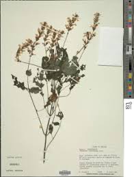 Image result for Isoglossa gregorii