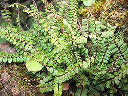 Image result for Asplenium reekmansii