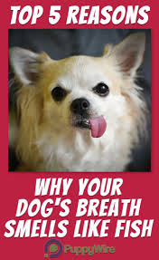 This is from the iron in the blood which produces the metallic taste. Dog S Breath Smells Like Fish Top 5 Reasons How To Fix It Dog Breath Dog Breath Remedy Dog Training School