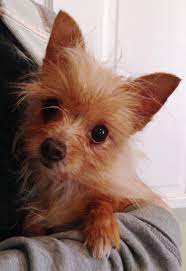Adopt Ginger On Petfinder Yorkie Chihuahua Mix Chihuahua Terrier Mix Pitbull Terrier