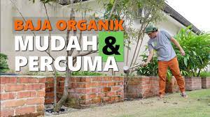 Petang siram dengan air kosong, 1 liter 1 pokok. Cara Mudah Buat Baja Organik Cair Nasi Basi Buatan Sendiri Kaya Dgn 83 Mikro Mineral Jadam Jms Youtube