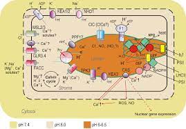 Transport Across Chloroplast Membranes Optimizing Photosynthesis For Adverse Environmental Conditions Molecular Plant