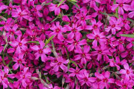 Tiny pink flowers of a geranium shade tolerant flowering plants. 30 Pink Flowers For Gardens Perennials Annuals With Pink Blossoms