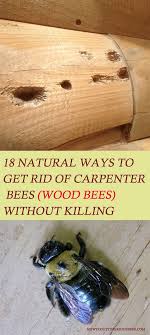 18 Ways To Get Rid Of Carpenter Bees How To Control Wood Bees Wood Bees Carpenter Bee Carpenter Bee Trap