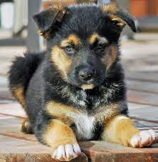 Australian shepherd female pups born may 13, 2021. German Australian Shepherd Info Temperament Care Puppies Pictures