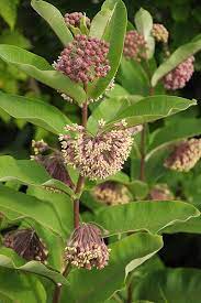 Common Milkweed Pollinator Garden Milkweed Plants