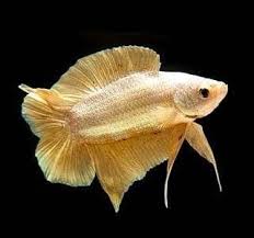 A Giant Double Tail Plakat Betta Fish In 2020 Betta Fish Types Betta Fish Betta